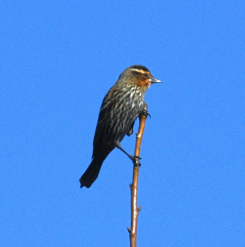 Red-winged Blackbird - ML646377546