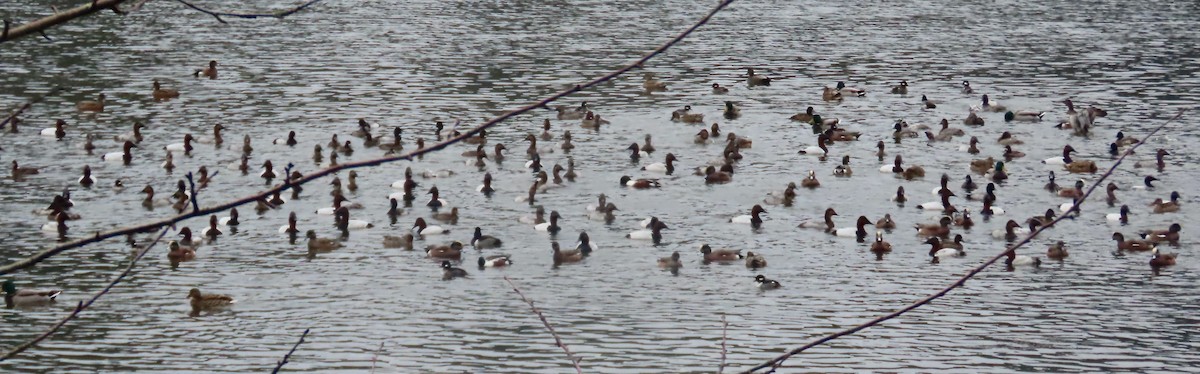 Canvasback - ML646377548