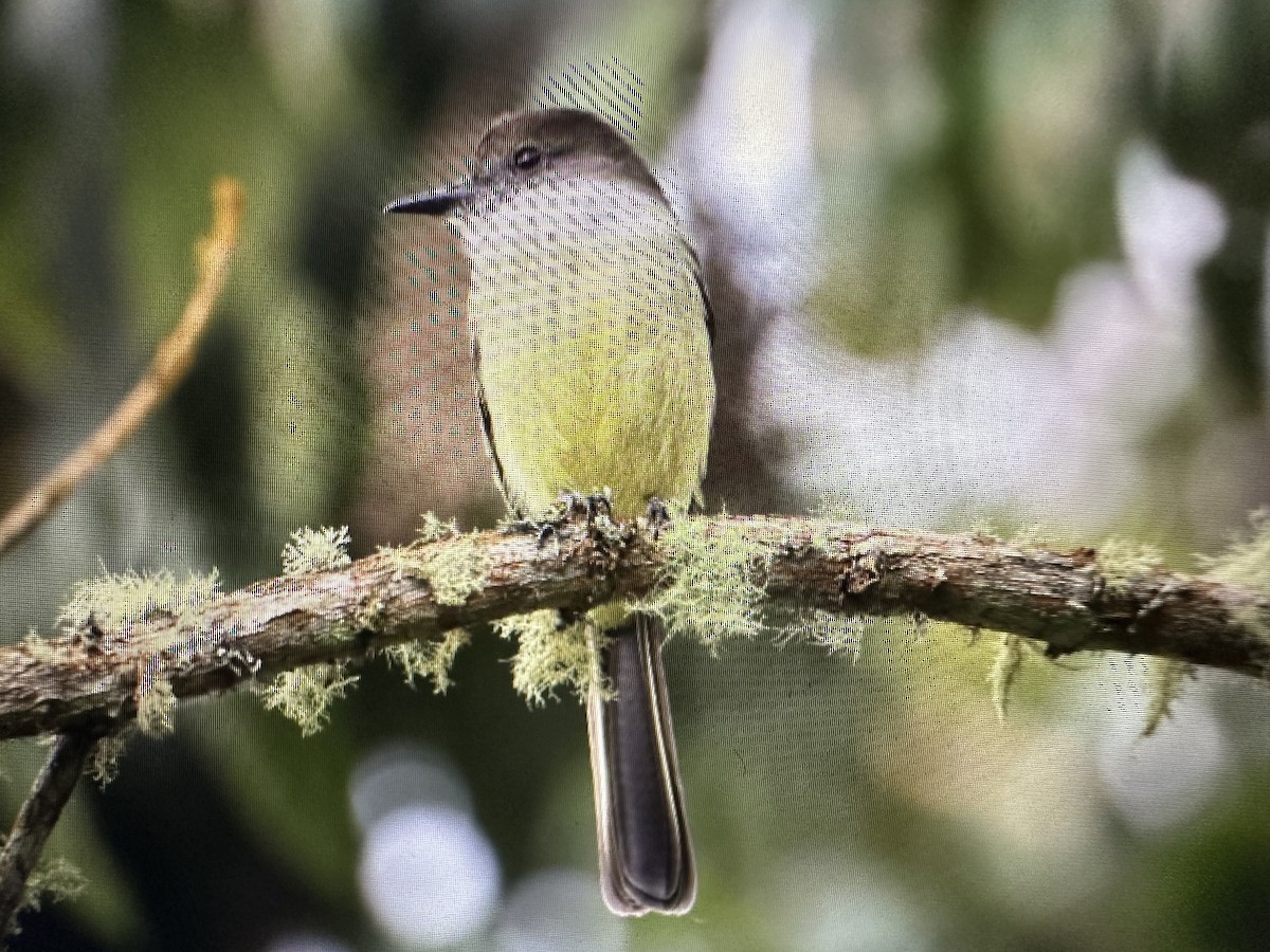 Pale-edged Flycatcher - ML646377549
