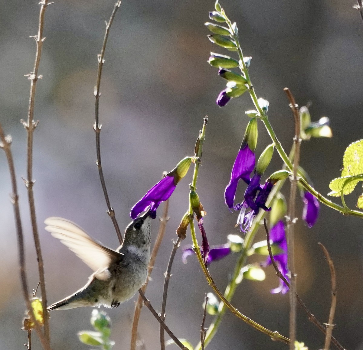 Black-chinned Hummingbird - ML646377550
