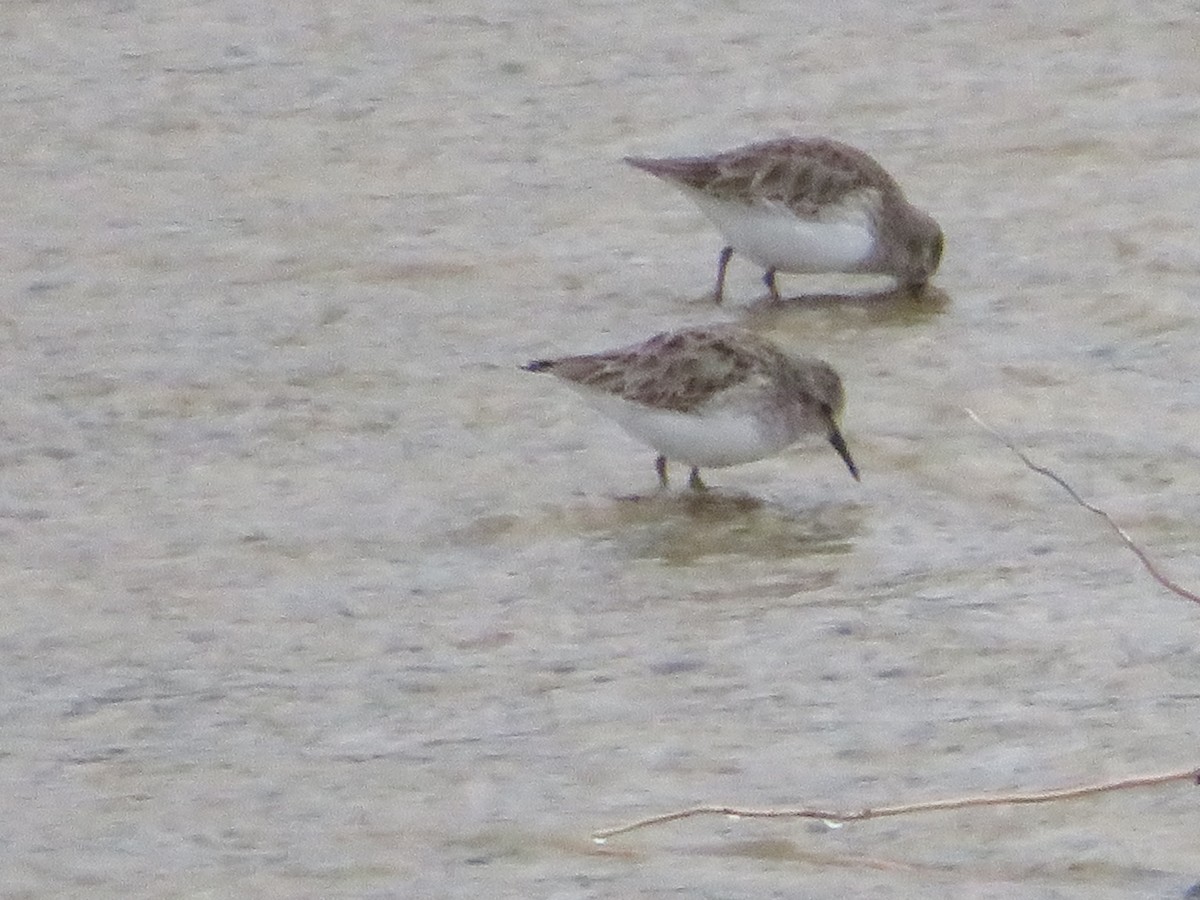 Least Sandpiper - ML646377551