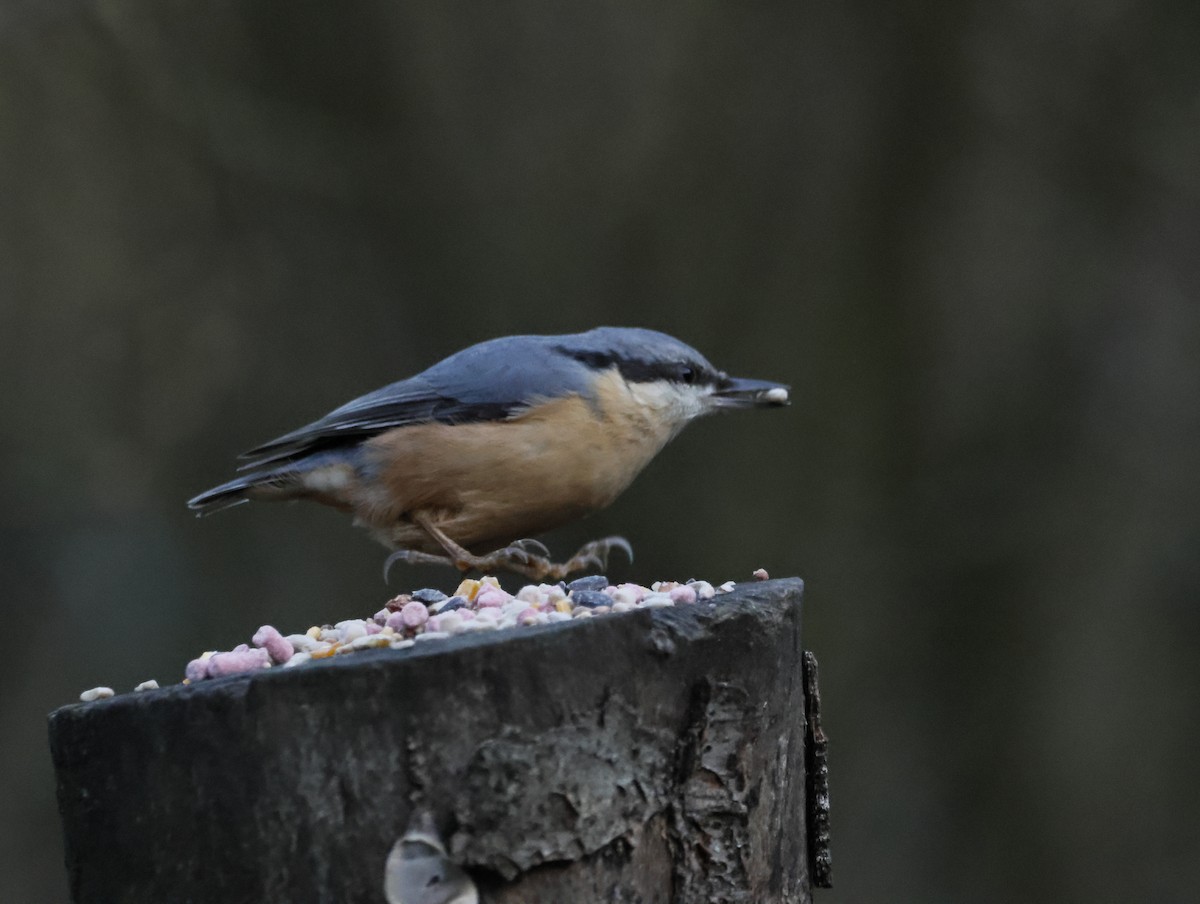 Eurasian Nuthatch - ML646377554
