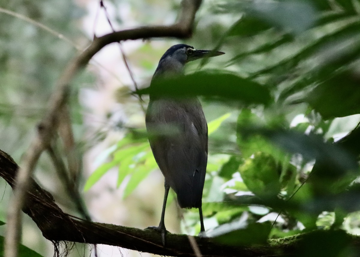 Bare-throated Tiger-Heron - ML646377555