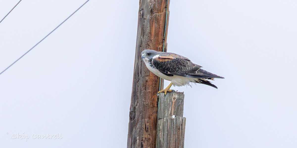 White-tailed Hawk - ML646377556