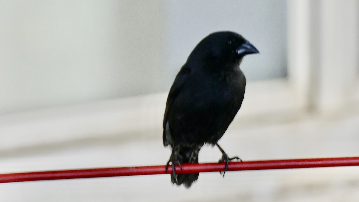 Medium Ground-Finch - ML646377557