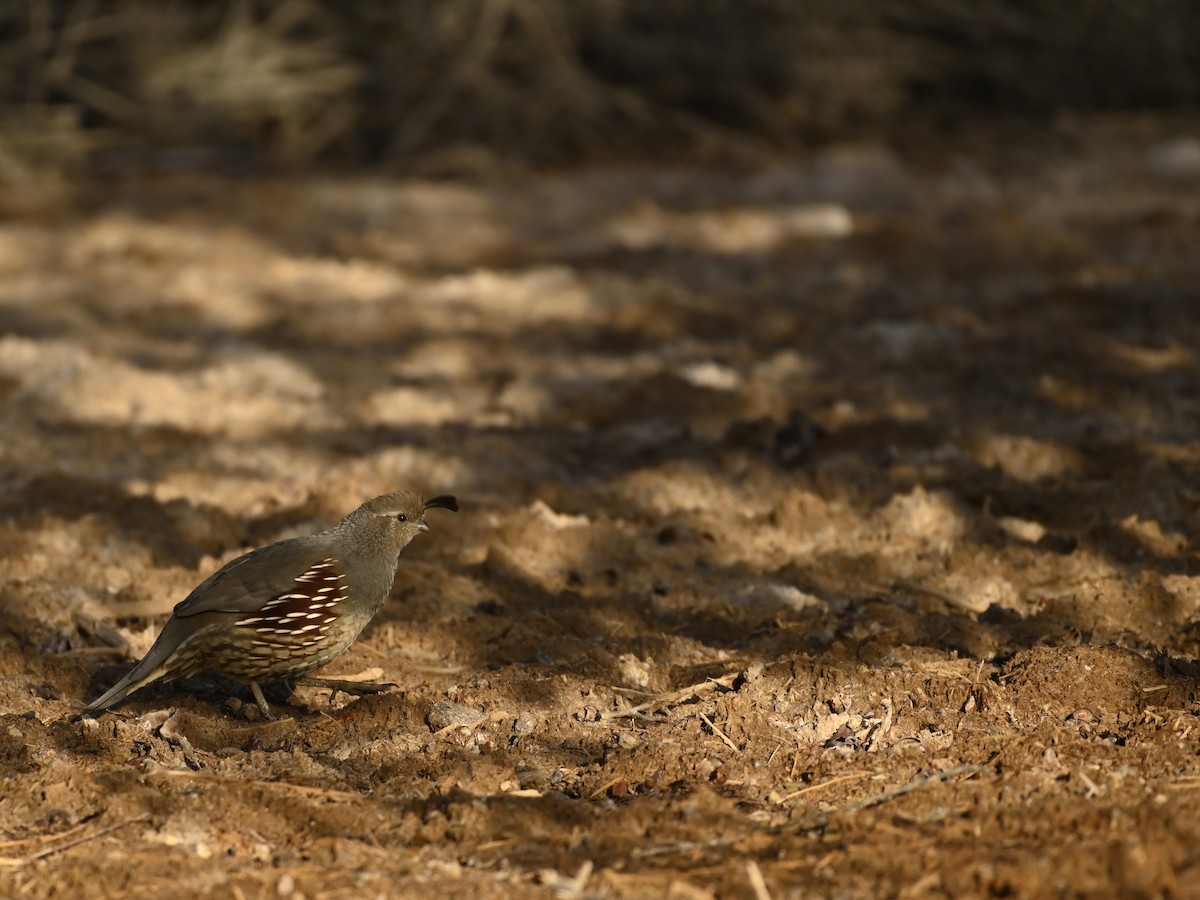 Gambel's Quail - ML646377562