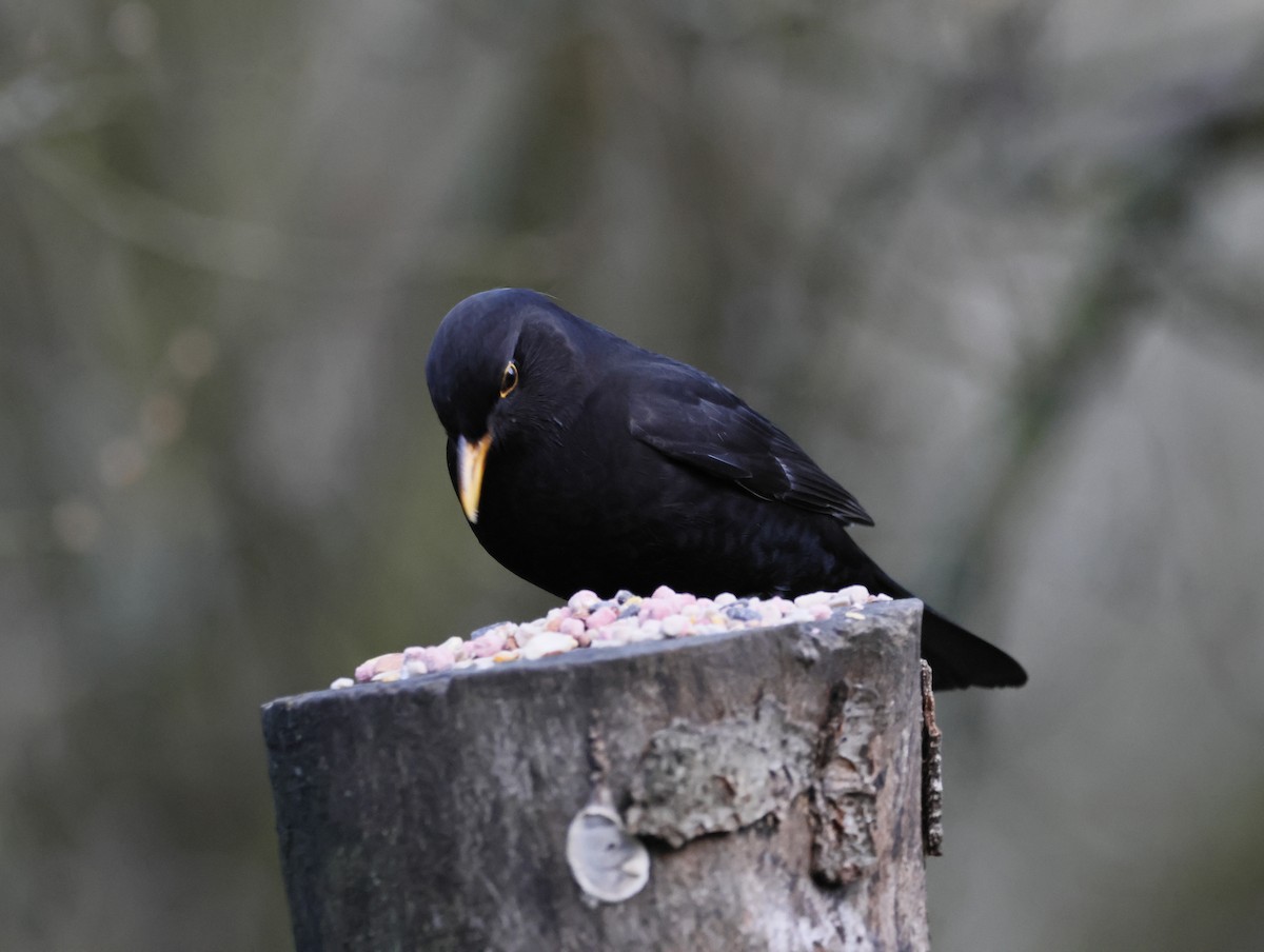 Eurasian Blackbird - ML646377563