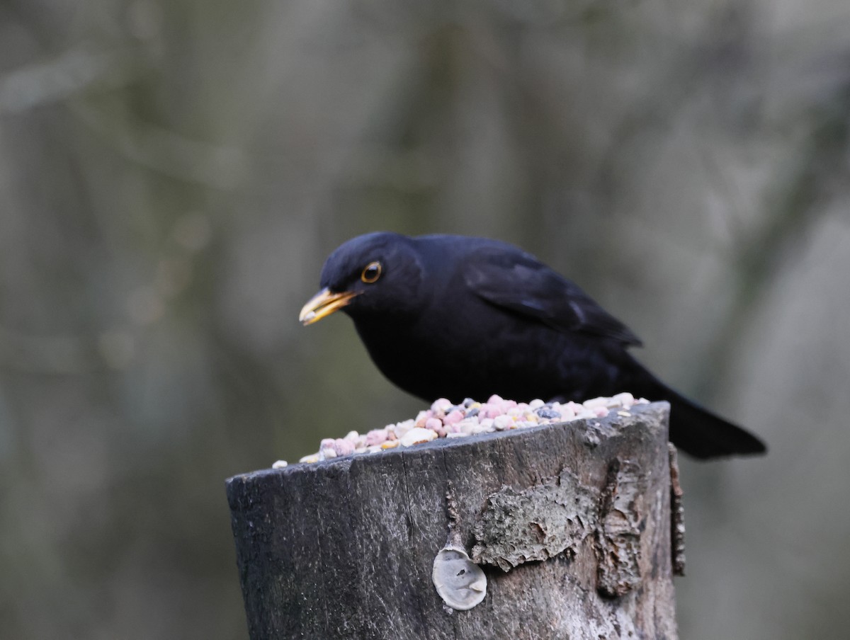 Eurasian Blackbird - ML646377564