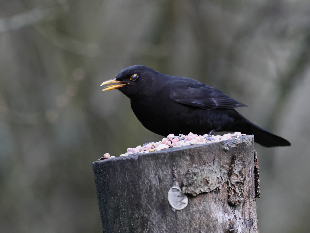 Eurasian Blackbird - ML646377565