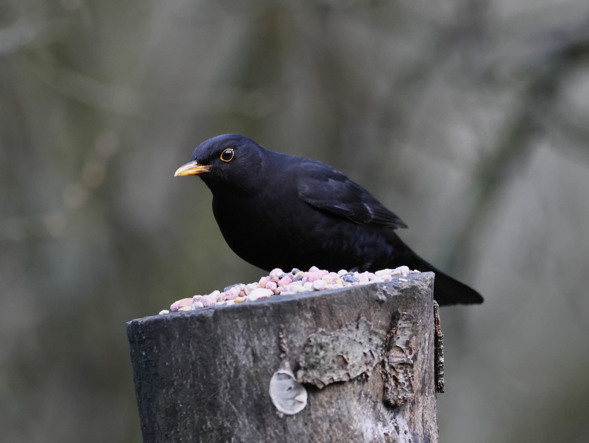 Eurasian Blackbird - ML646377566