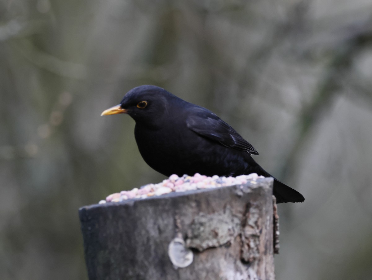 Eurasian Blackbird - ML646377567