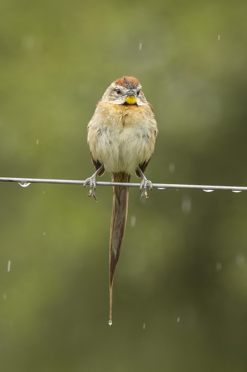 Chotoy Spinetail - ML646377568