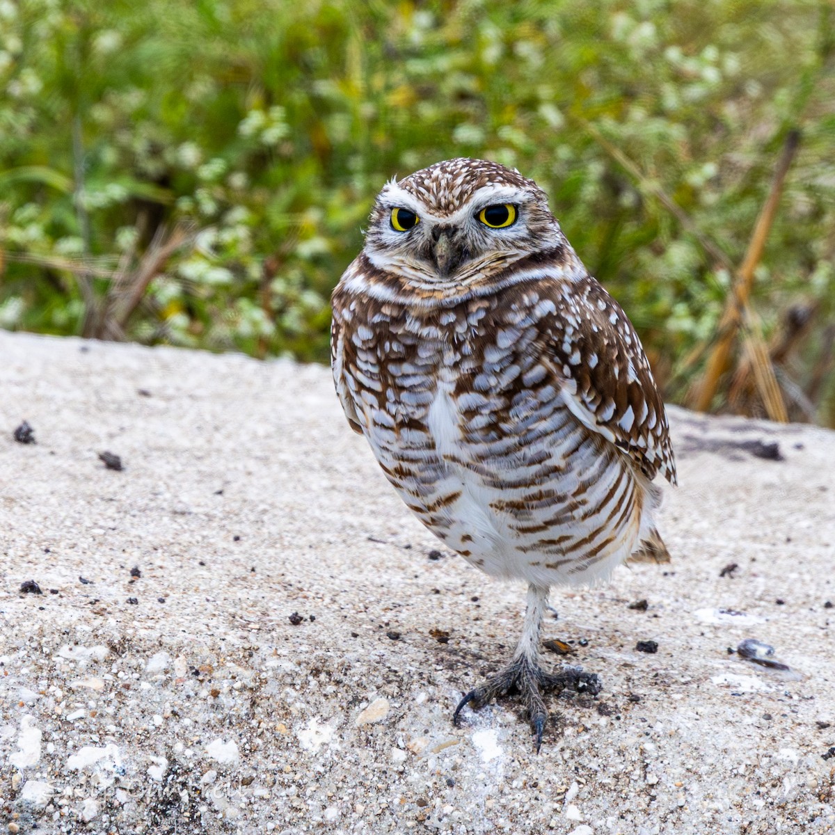 Burrowing Owl - ML646377569