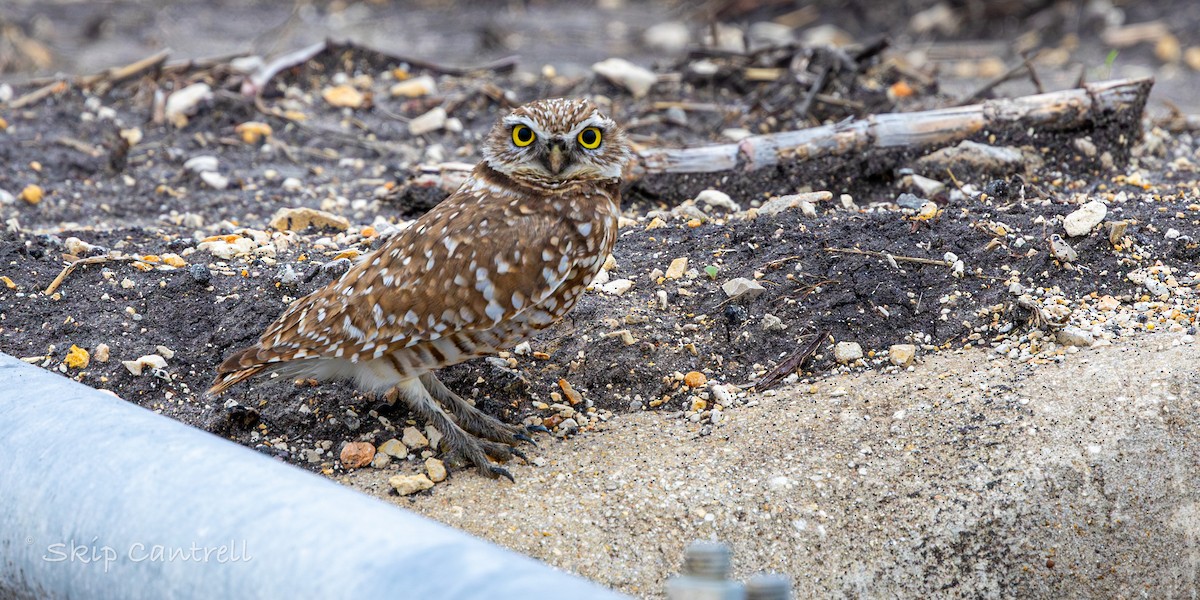 Burrowing Owl - ML646377570