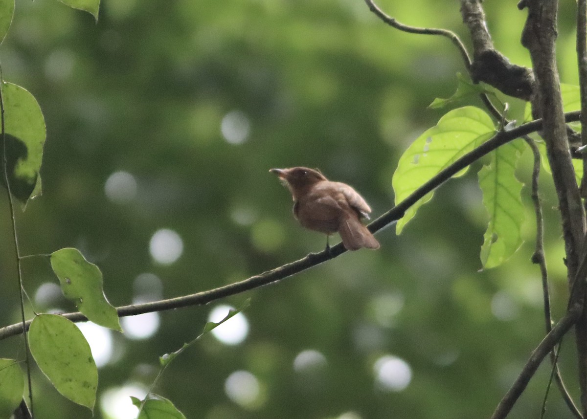 Rufous Piha - ML646377571