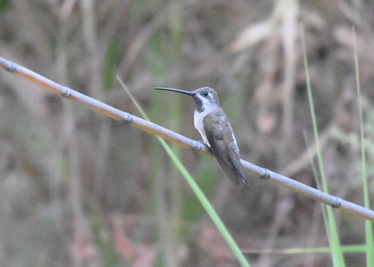 Long-billed Starthroat - ML646377572