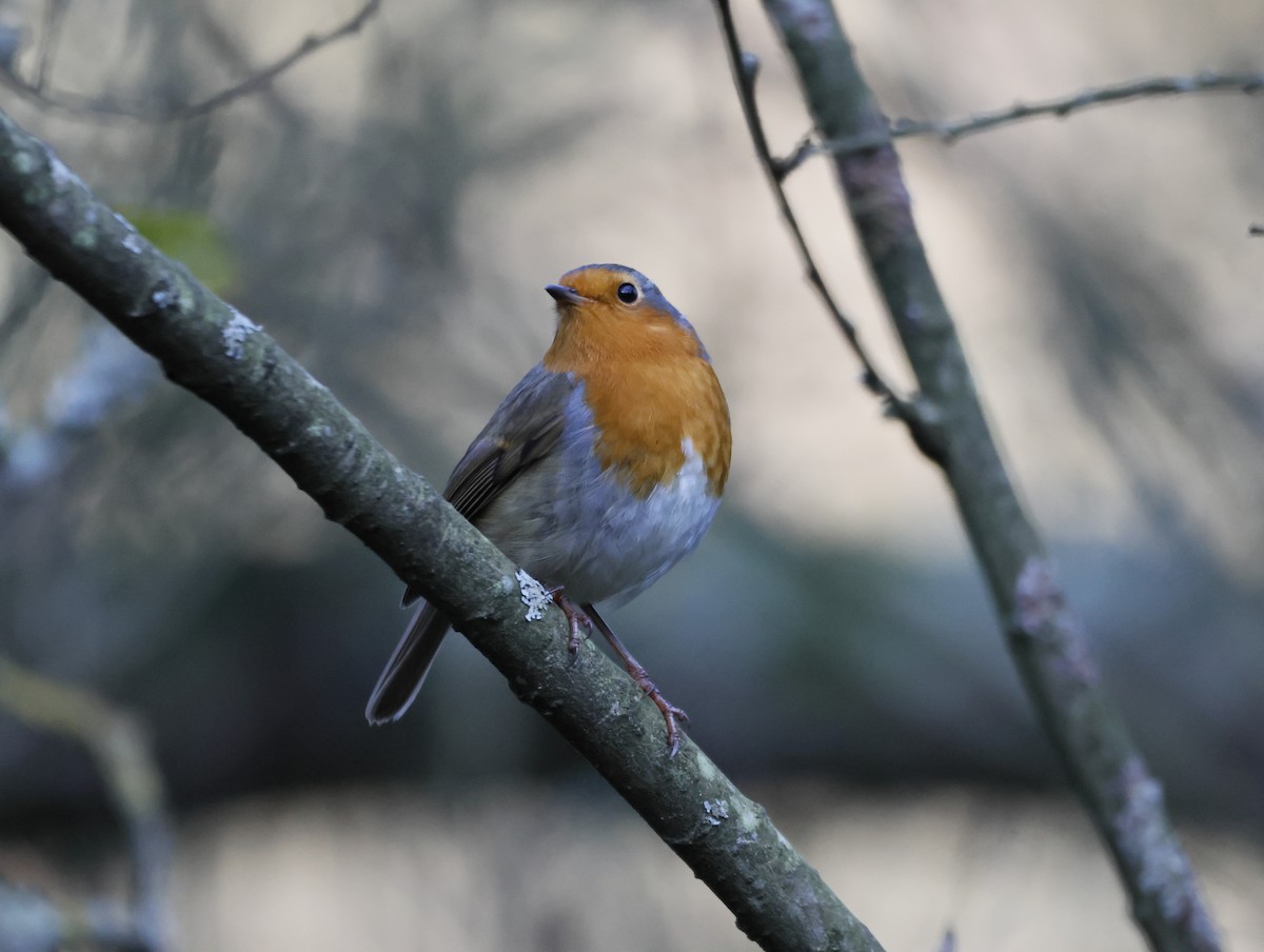 European Robin - ML646377573