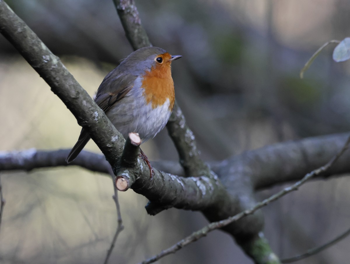 European Robin - ML646377574