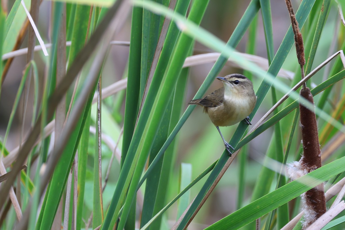 Black-browed Reed Warbler - ML646377577