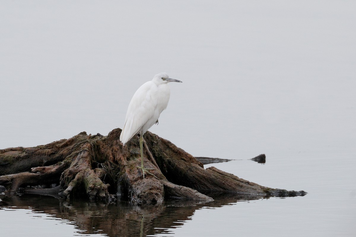 Little Blue Heron - ML646377578