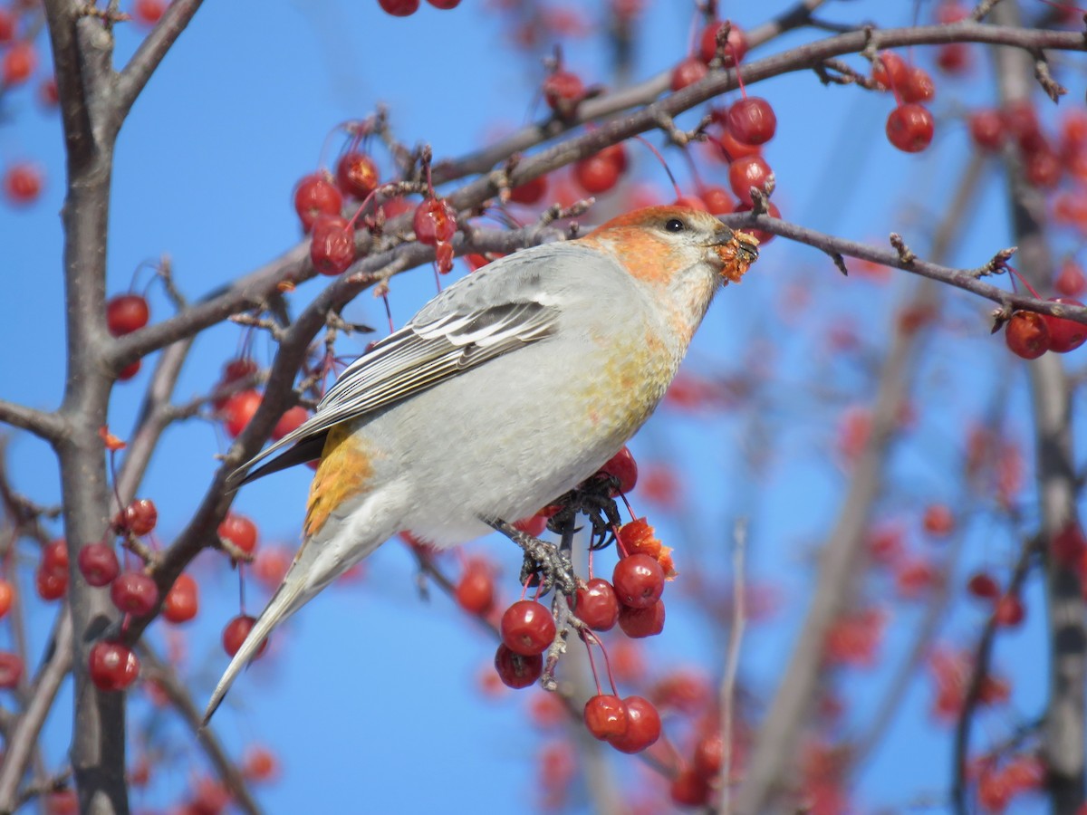 ギンザンマシコ - ML646377579