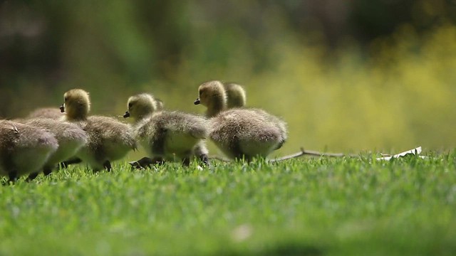 Canada Goose - ML646377588