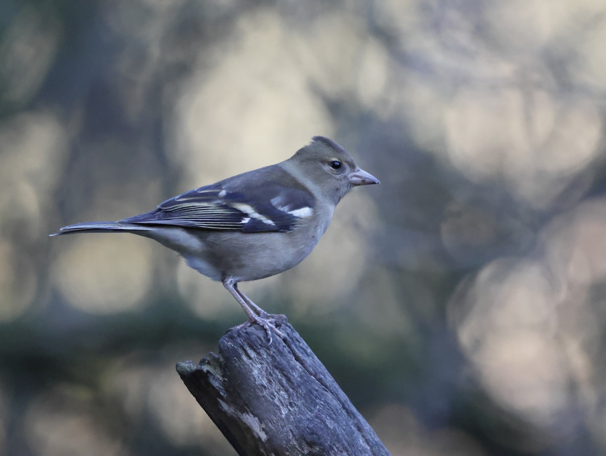 Common Chaffinch - ML646377589