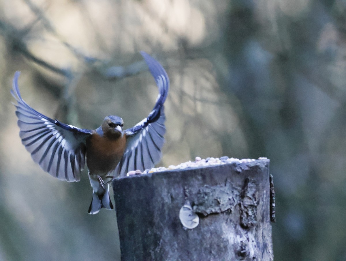 Common Chaffinch - ML646377590
