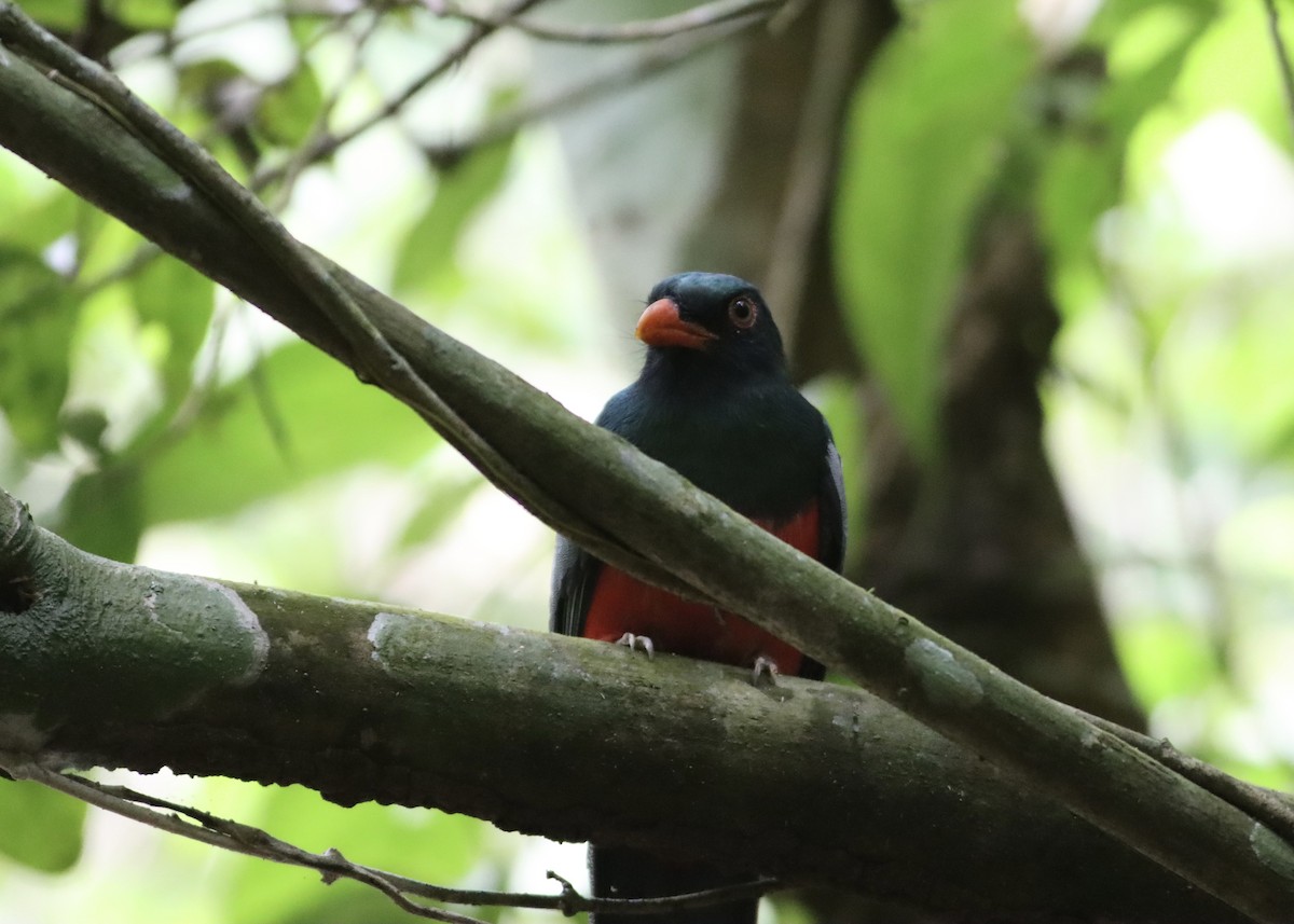 Slaty-tailed Trogon - ML646377591