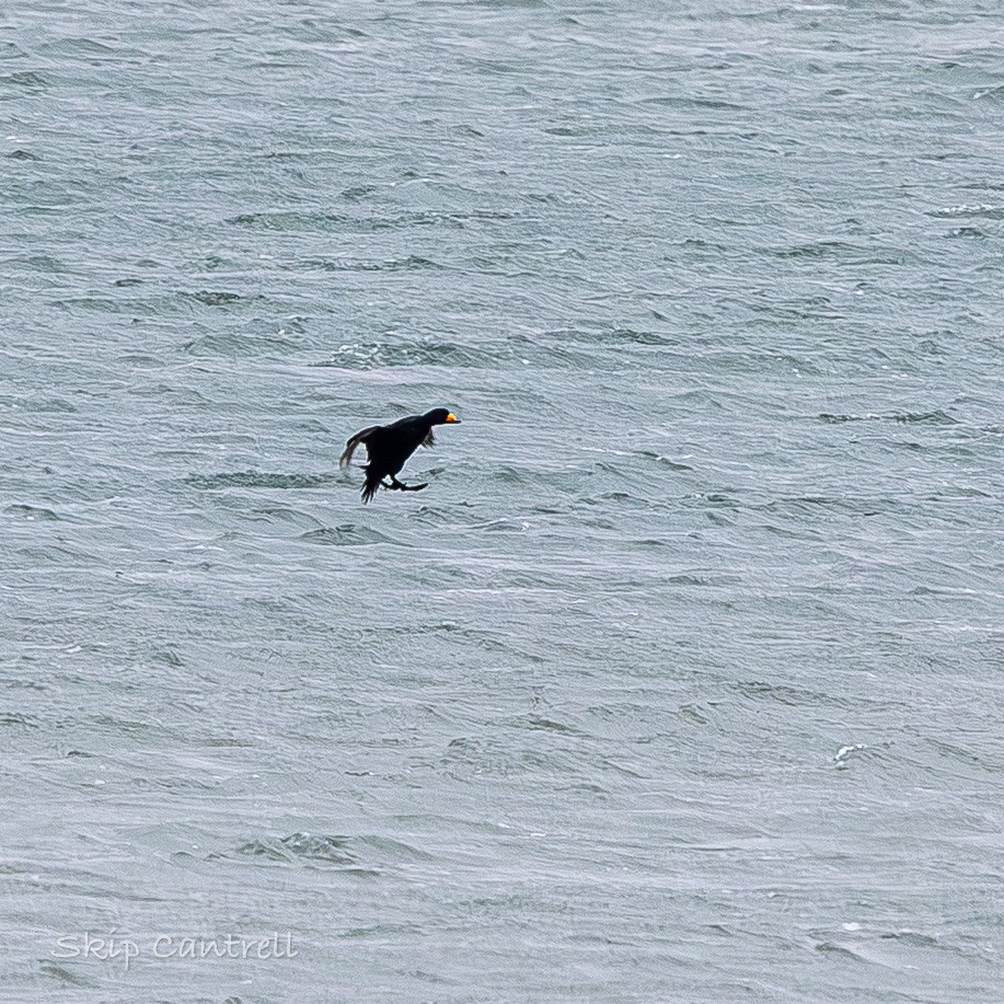 Black Scoter - ML646377595