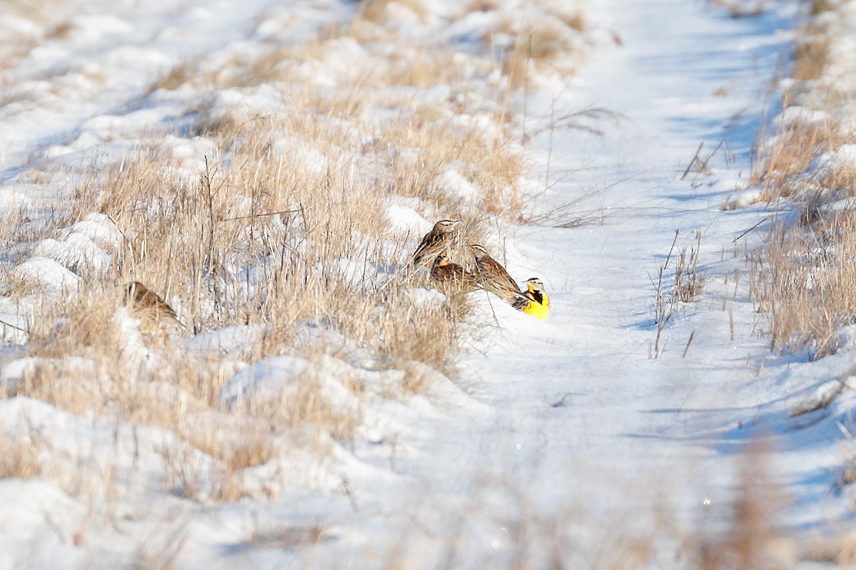Eastern Meadowlark - ML646377597