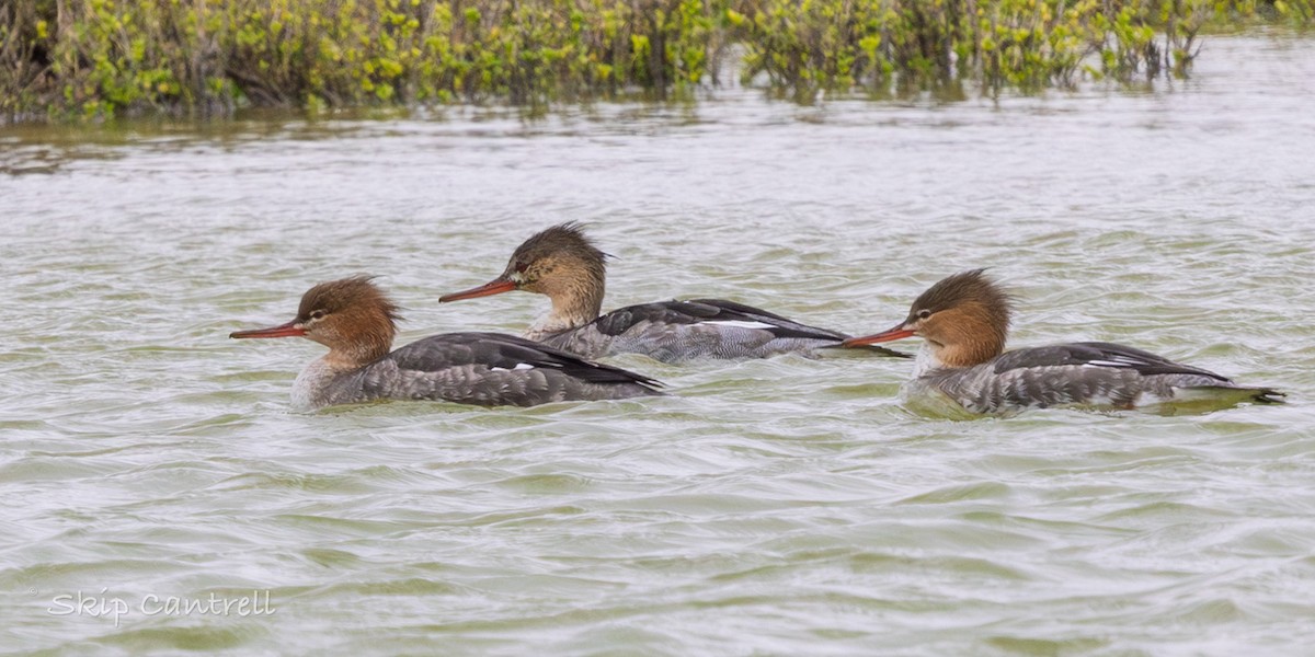 Red-breasted Merganser - ML646377598