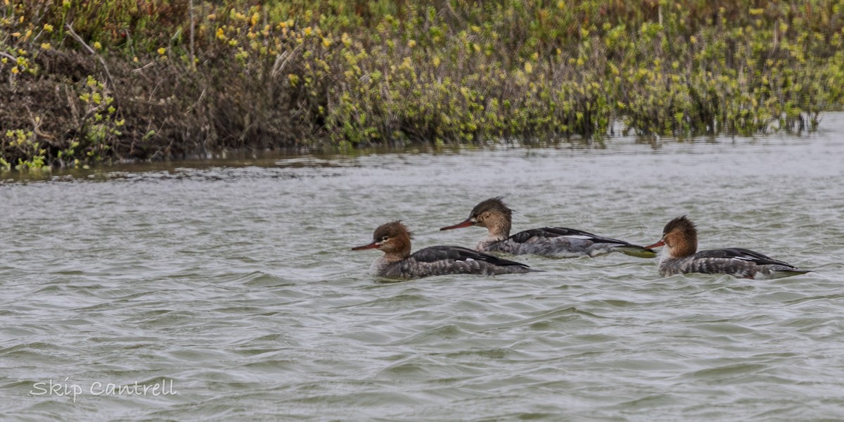 Red-breasted Merganser - ML646377599