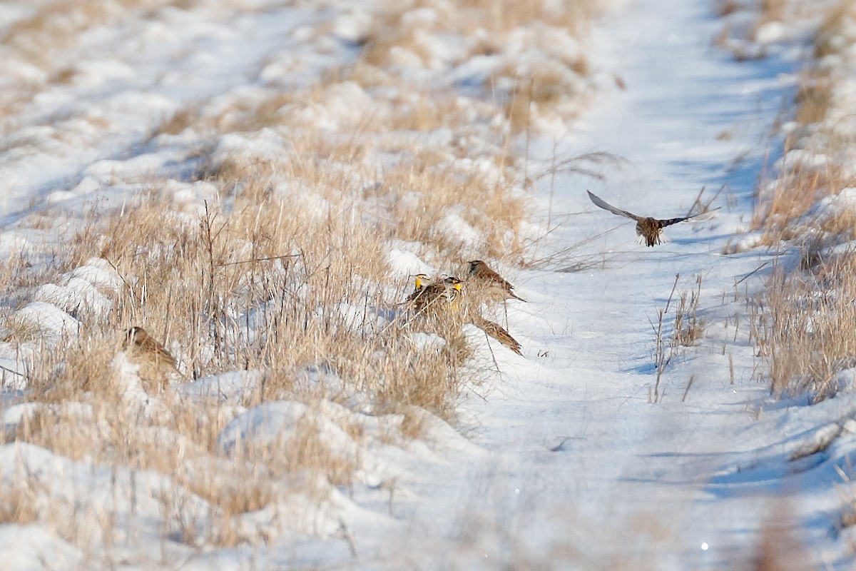 Eastern Meadowlark - ML646377600