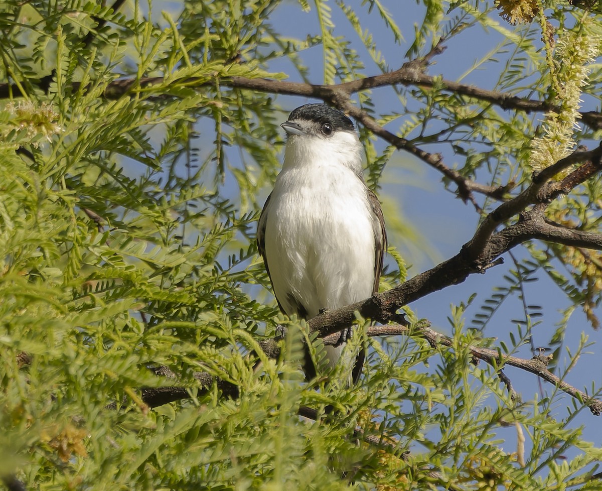 White-naped Xenopsaris - ML646377601