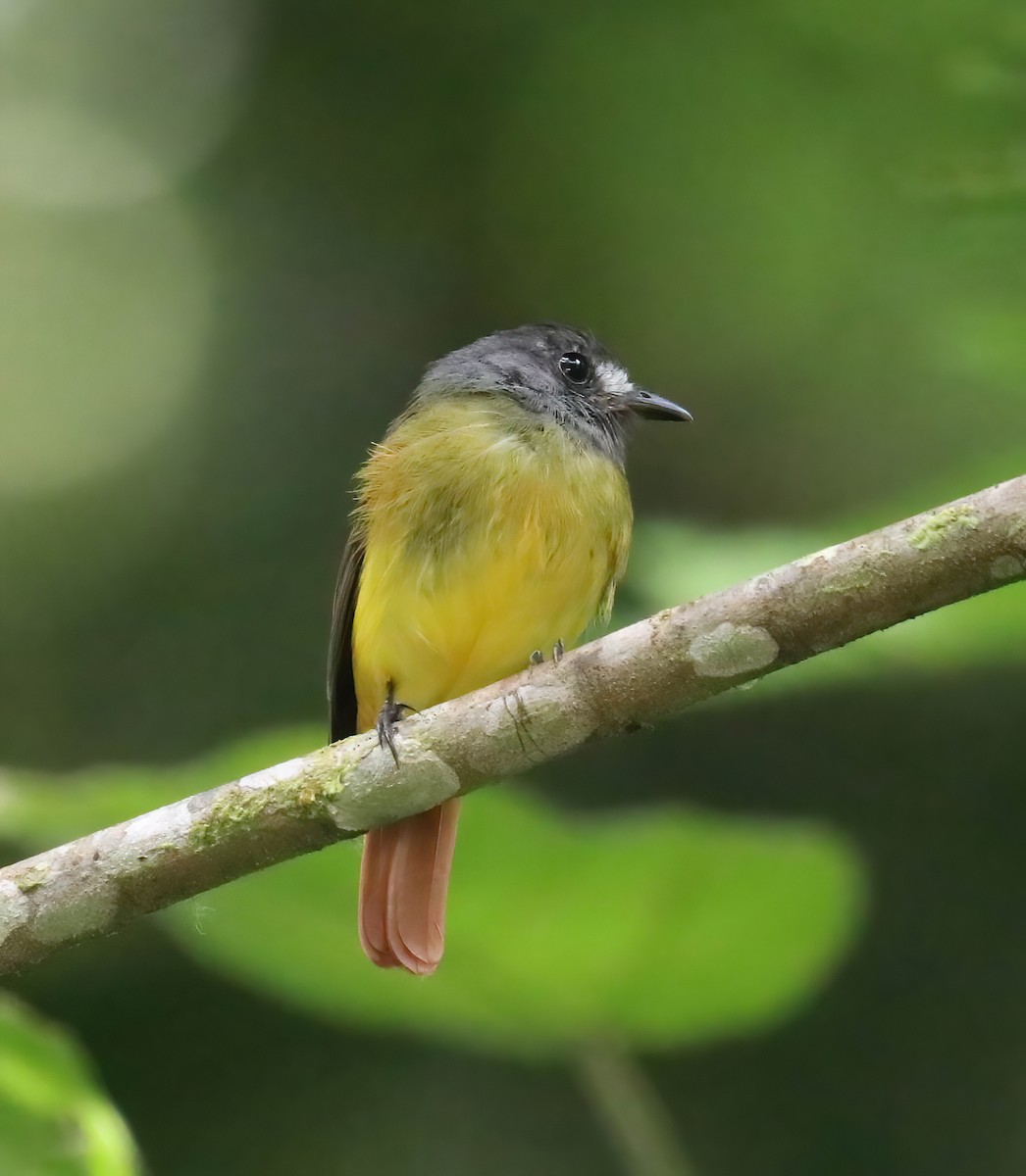 Ornate Flycatcher - ML646377602