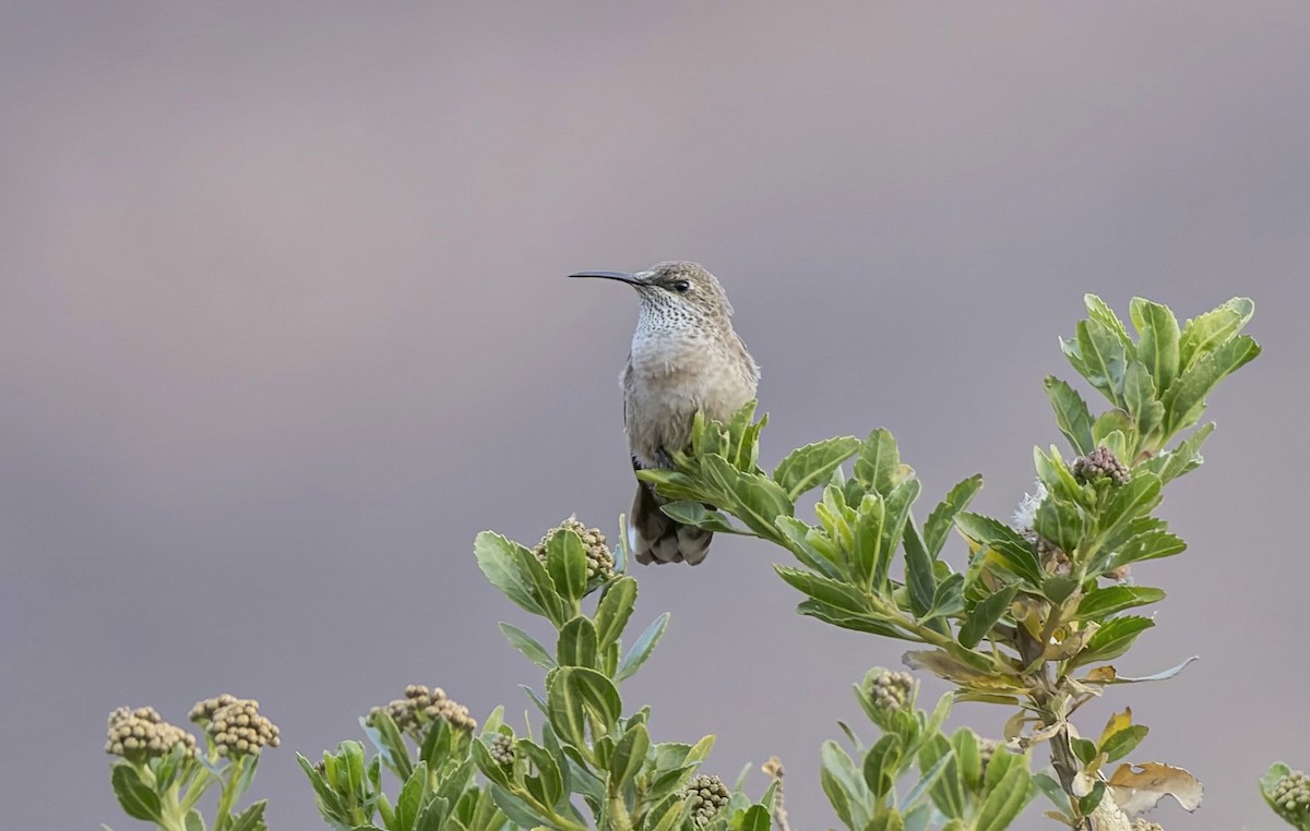 Andean Hillstar - ML646377603