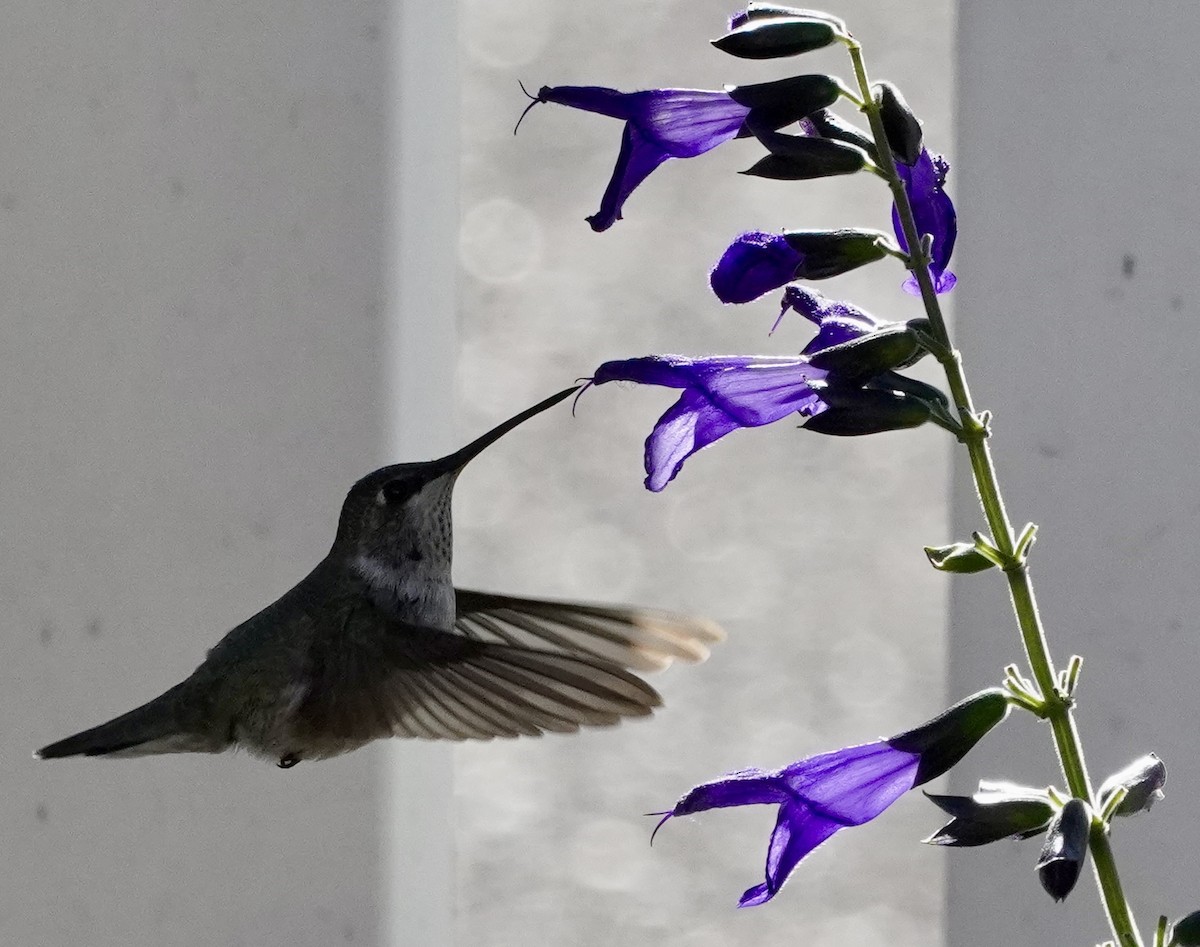Black-chinned Hummingbird - ML646377606