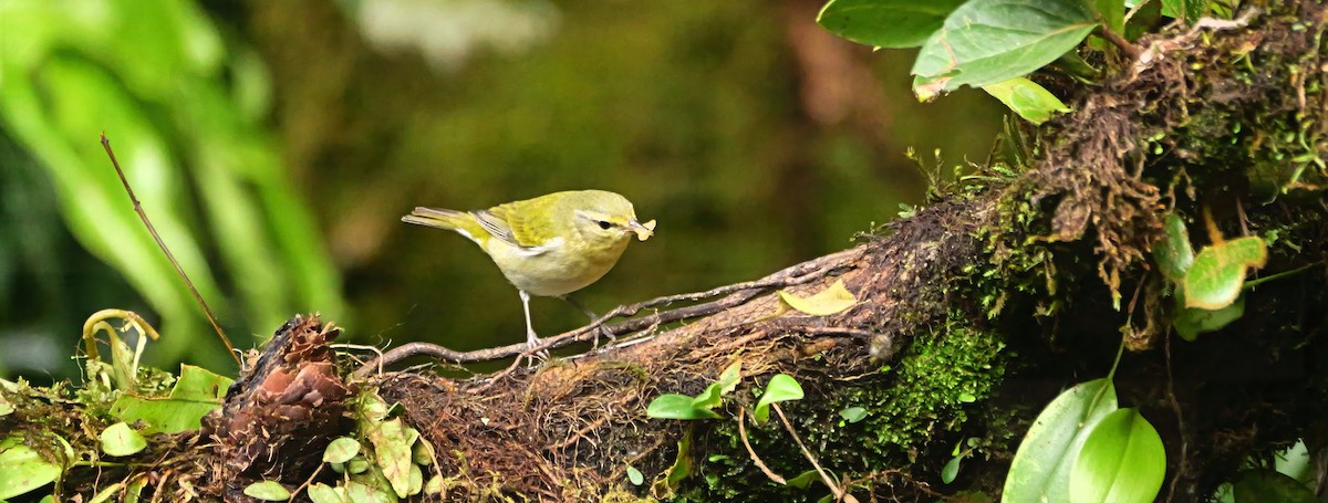 Tennessee Warbler - ML646377610