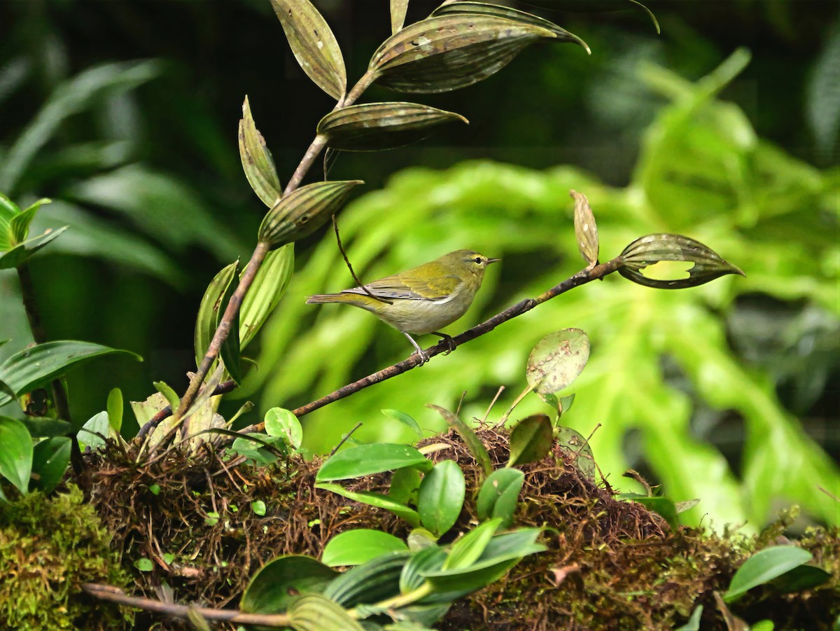 Tennessee Warbler - ML646377611