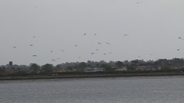 Elegant Tern - ML646377612