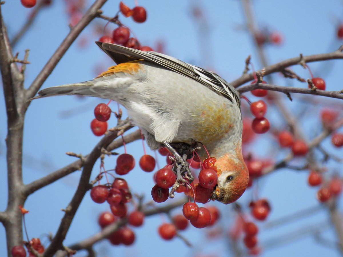 ギンザンマシコ - ML646377613