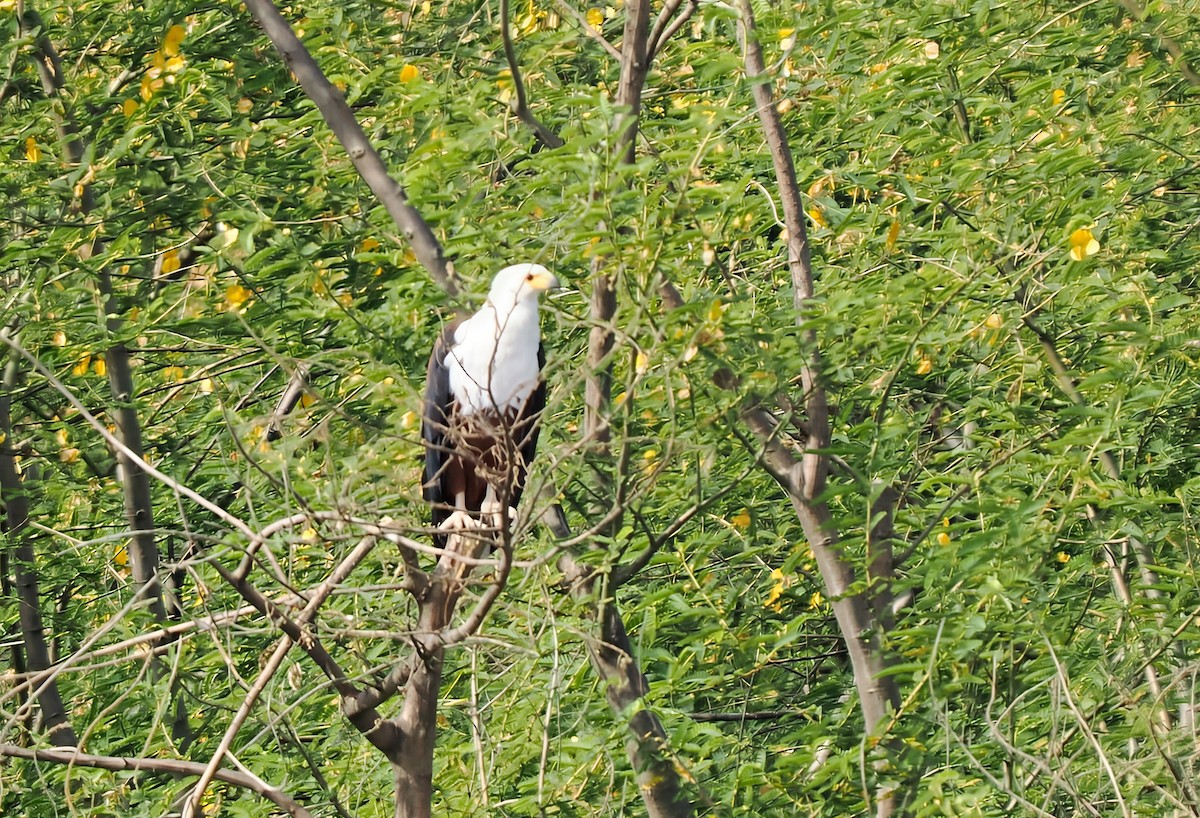 African Fish-Eagle - ML646377614