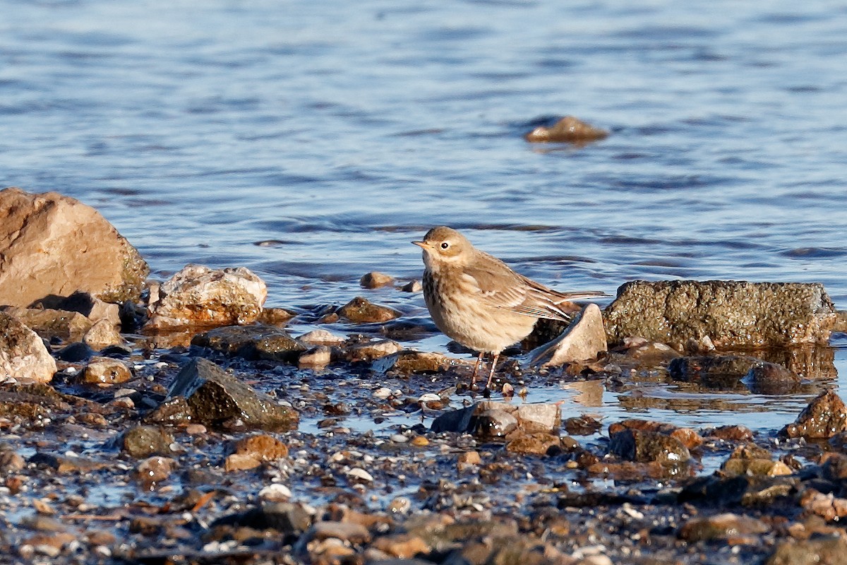 Американский конёк - ML646377621