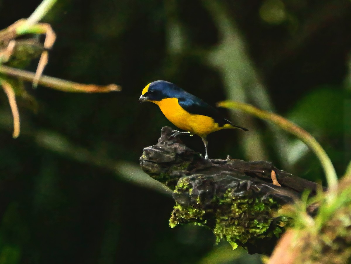 Толстоклювая эуфония - ML646377622