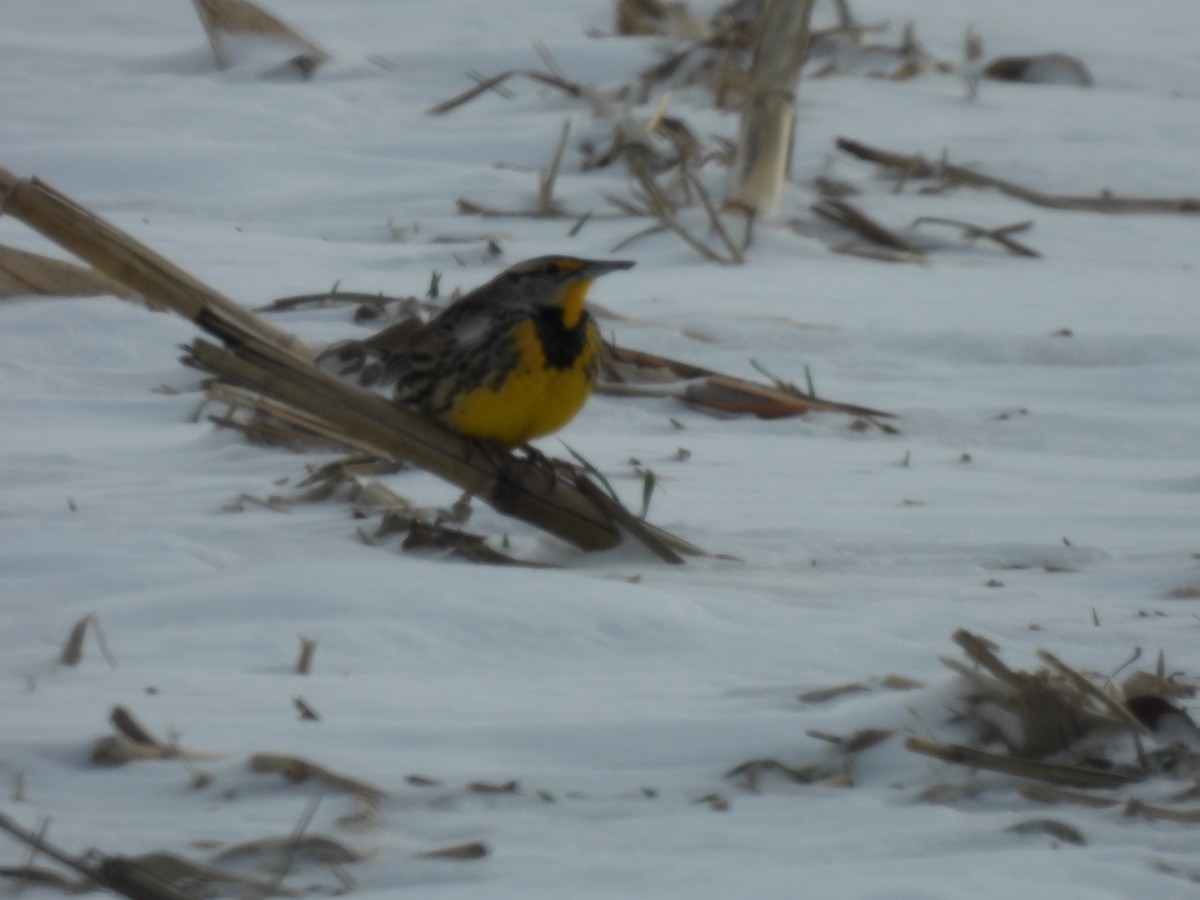 Большой луговой трупиал - ML646377623