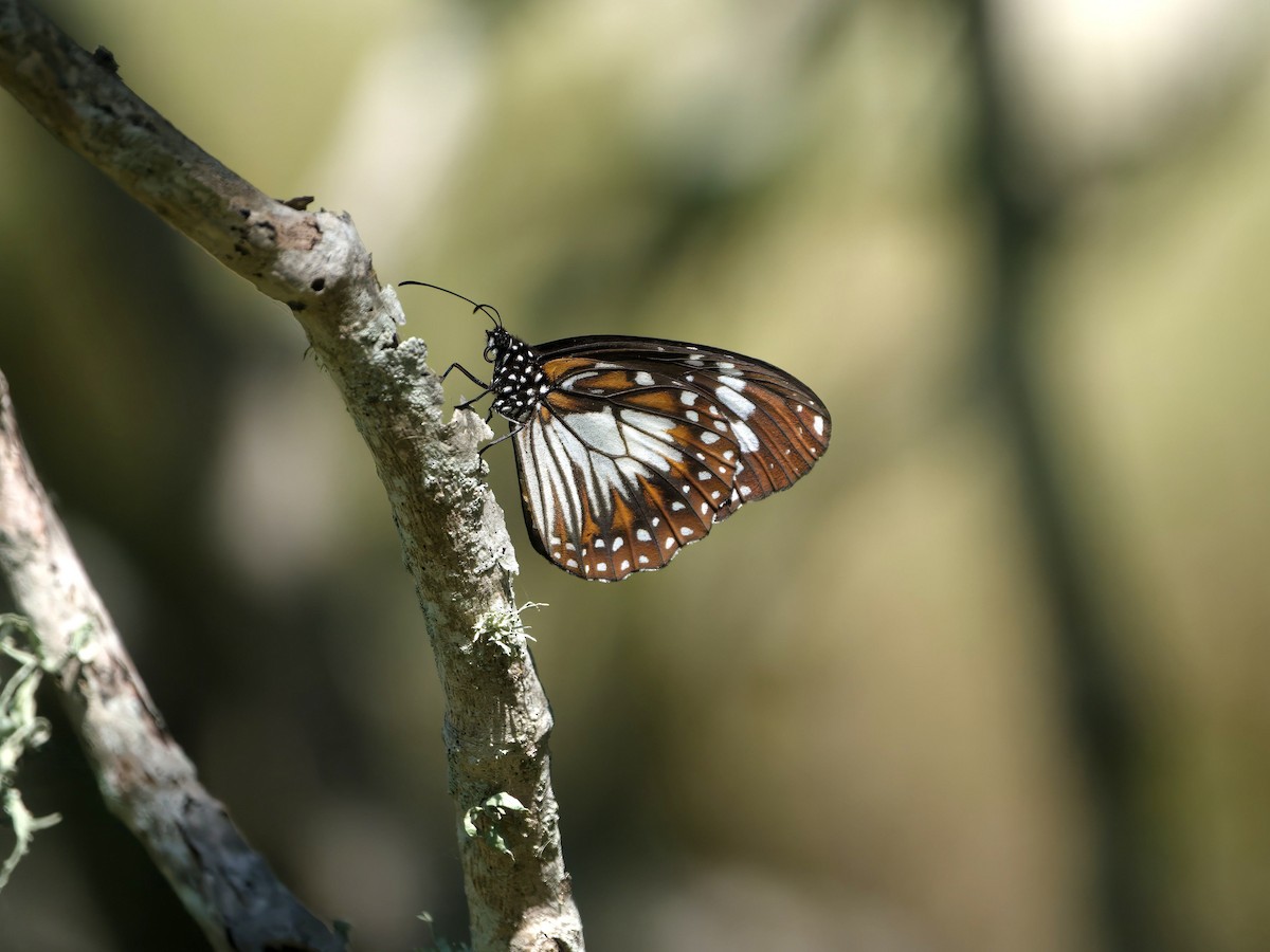 昆虫綱 - ML646377625