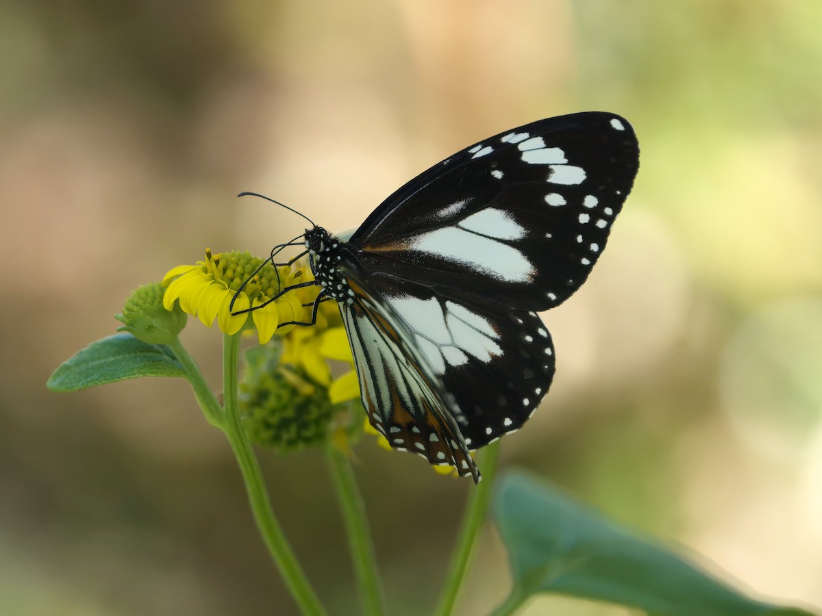 昆虫綱 - ML646377626