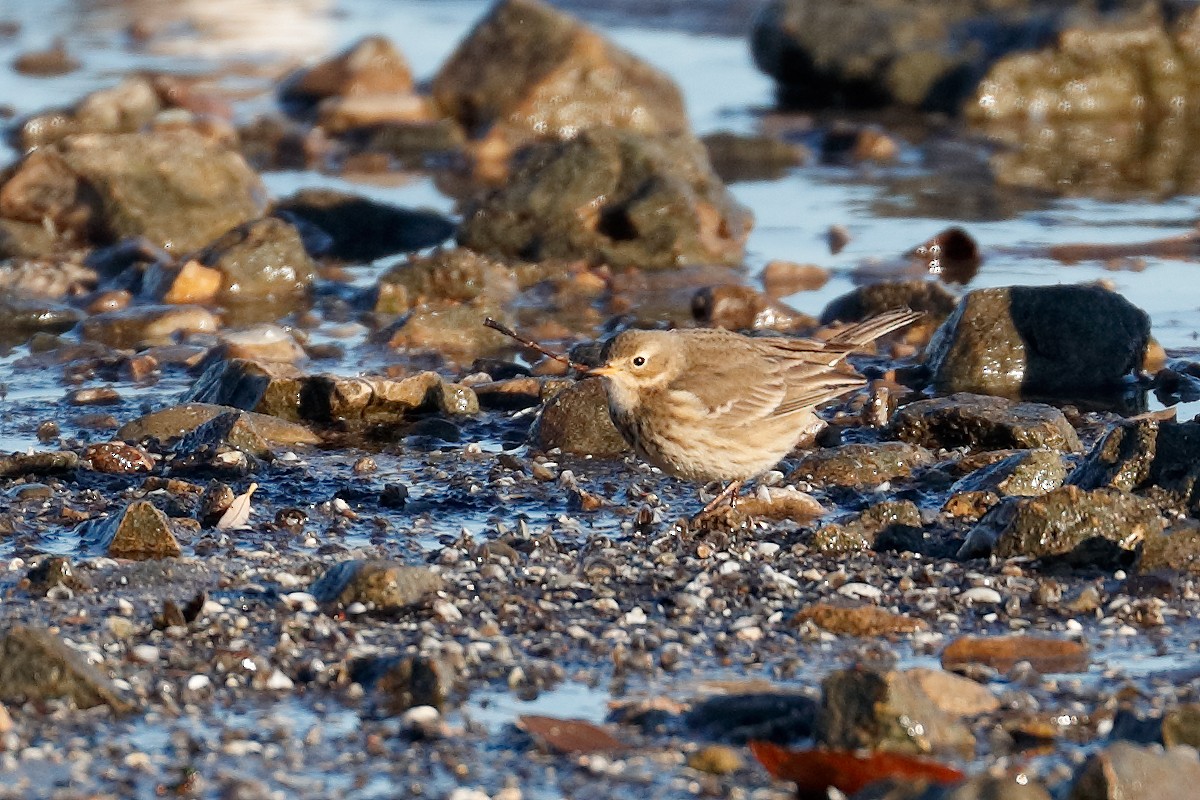 Американский конёк - ML646377627