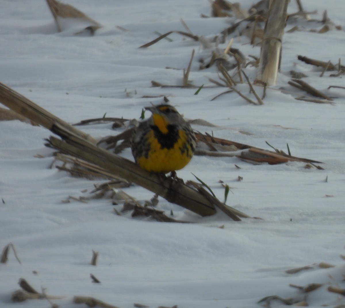 Большой луговой трупиал - ML646377629